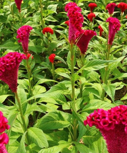 雞冠花