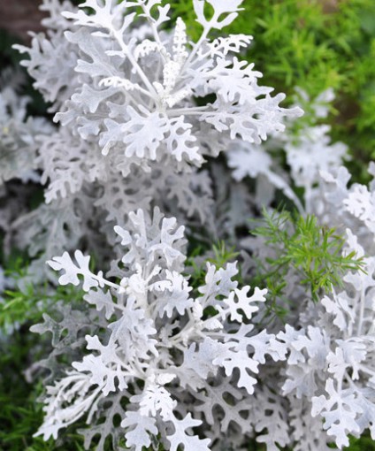 銀葉菊