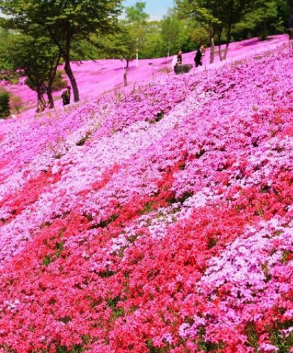 芝櫻花海