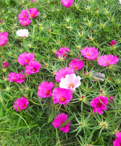 太陽(yáng)花
