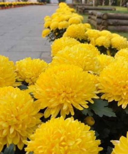 國(guó)慶菊