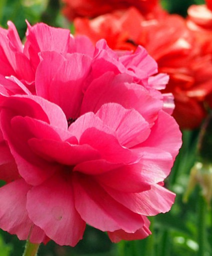 芹葉牡丹