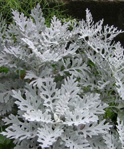 銀葉菊