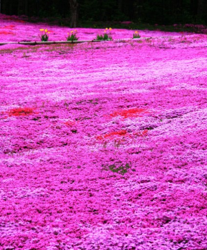 芝櫻