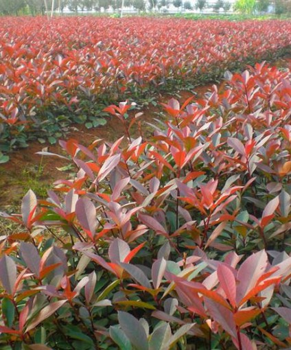 紅葉石楠