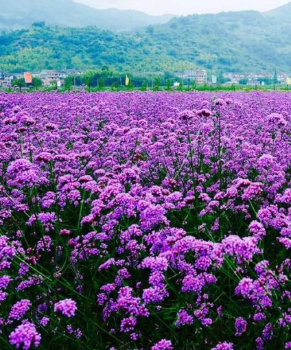 馬鞭草