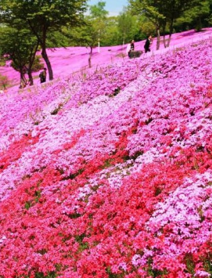 芝櫻花海