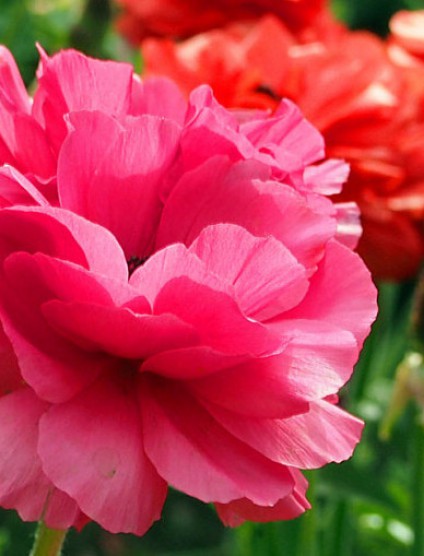 芹葉牡丹