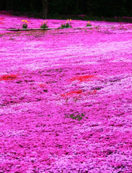芝櫻