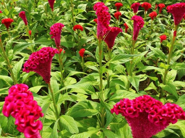 雞冠花