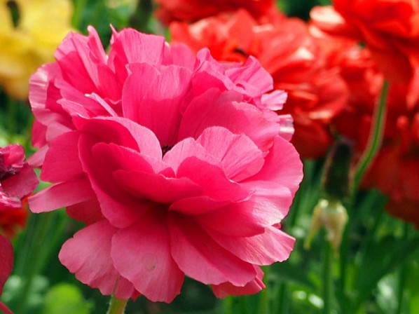 芹葉牡丹
