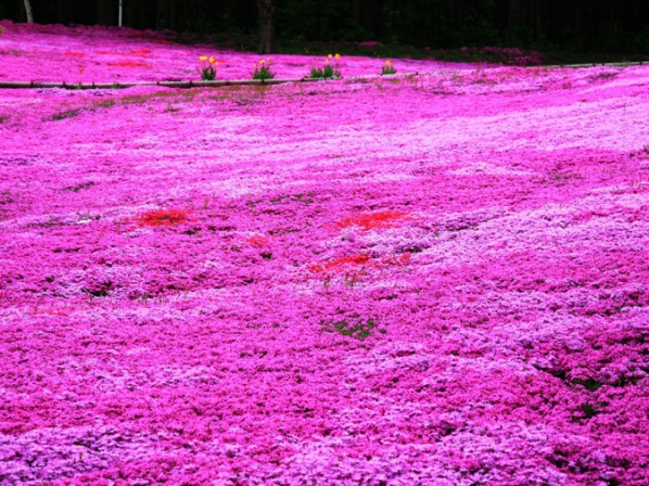 芝櫻