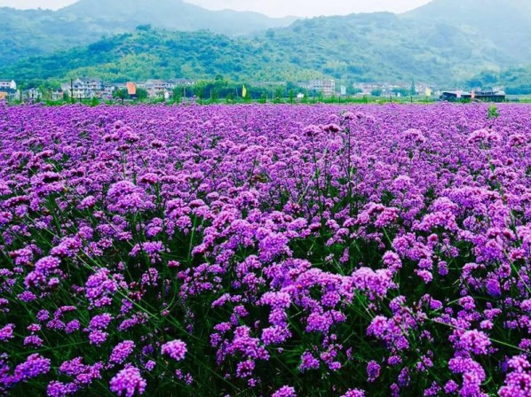 馬鞭草